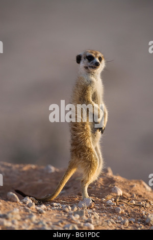 Meerkat sentinel suricata Suricatta), Kgalagadi Parco transfrontaliero, Northern Cape, Sud Africa e Africa Foto Stock