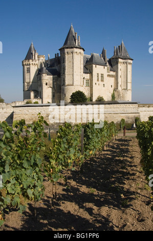 Vigneti attorno al Chateau de Saumur, Maine-et-Loire, Pays de la Loire, in Francia, in Europa Foto Stock