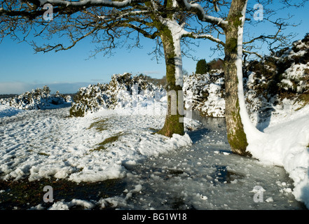 Il ghiaccio al di sotto di tronchi di alberi coperti di neve, Dartmoor Devon UK Foto Stock