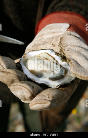 Uomo con un ostrica aperta, nello Jutland, Danimarca, Scandinavia, Europa Foto Stock