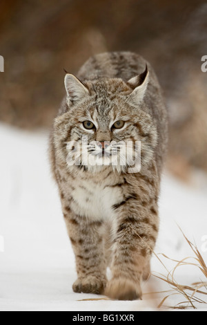 Bobcat (Lynx rufus) nella neve, vicino a Bozeman, Montana, Stati Uniti d'America, America del Nord Foto Stock