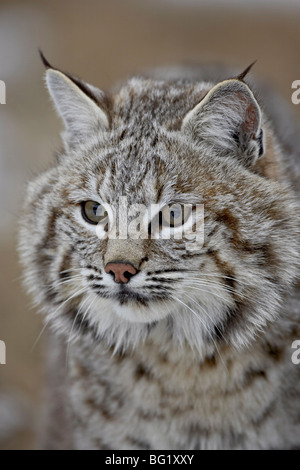 Bobcat (Lynx rufus) nella neve, vicino a Bozeman, Montana, Stati Uniti d'America, America del Nord Foto Stock