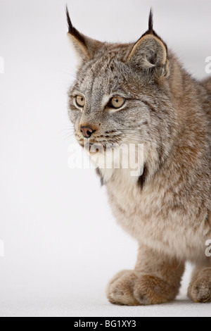 Canadese (Lynx Lynx canadensis) nella neve, vicino a Bozeman, Montana, Stati Uniti d'America, America del Nord Foto Stock