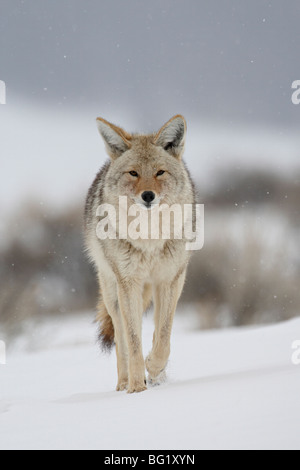 Coyote (Canis latrans) nella neve, il Parco Nazionale di Yellowstone, Wyoming negli Stati Uniti d'America, America del Nord Foto Stock