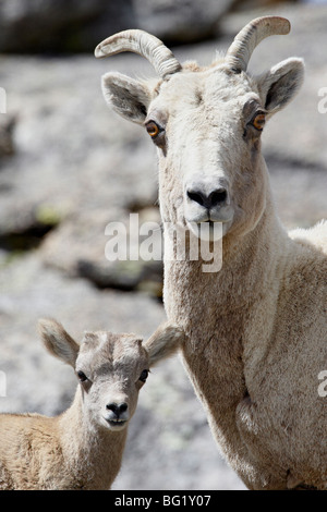 Bighorn (Ovis canadensis) pecora e agnello, Mount Evans, Colorado, Stati Uniti d'America, America del Nord Foto Stock