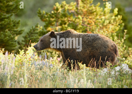 Orso grizzly (Ursus horribilis), il Parco Nazionale di Glacier, Montana, Stati Uniti d'America, America del Nord Foto Stock