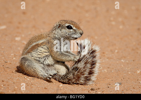 Massa del capo scoiattolo (Xerus inauris) toelettatura, Kgalagadi Parco transfrontaliero, Sud Africa Foto Stock