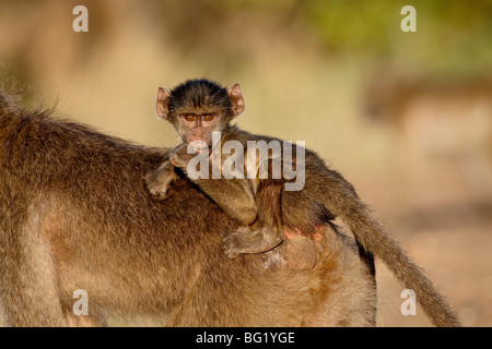 Infant Chacma baboon (Papio ursinus) riding sua madre la schiena, il Parco Nazionale Kruger, Sud Africa e Africa Foto Stock