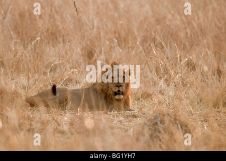 Ritratto di un wild lion in Sud Africa. La foto è stata scattata in Zimbabwe il Parco Nazionale di Hwange. Foto Stock