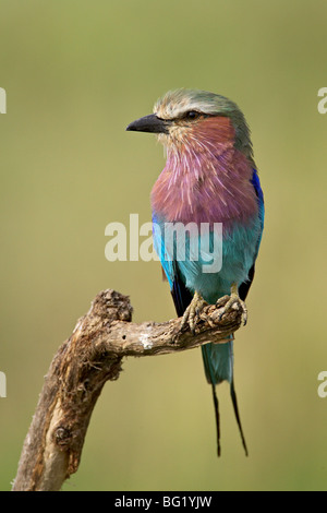 Lilla-breasted rullo (Coracias caudata), il Parco Nazionale del Serengeti, Tanzania, Africa orientale, Africa Foto Stock