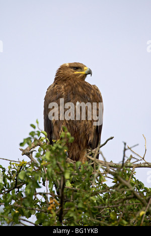 Steppa eagle (Aquila nipalensis), il Parco Nazionale del Serengeti, Tanzania, Africa orientale, Africa Foto Stock