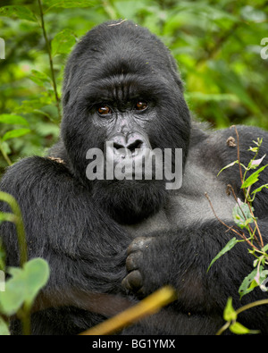 Silverback gorilla di montagna (Gorilla gorilla beringei), Gruppo 13, il Parco Nazionale dei Vulcani, Ruanda, Africa Foto Stock