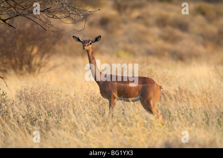 Gerenuk femmina (Litocranius walleri), Samburu riserva nazionale, Kenya, Africa orientale, Africa Foto Stock