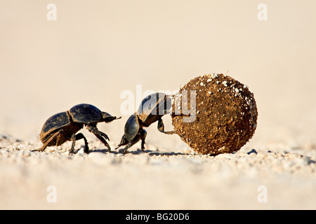 Due sterco di coleotteri facendo rotolare una sfera di sterco, Addo Elephant National Park, Sud Africa e Africa Foto Stock