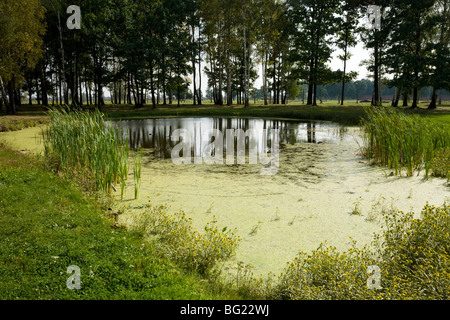 Un stagno contenente le ceneri di migliaia di vittime in Auschwitz II - Birkenau campo di concentramento nazista in Oświęcim, Polonia. Foto Stock
