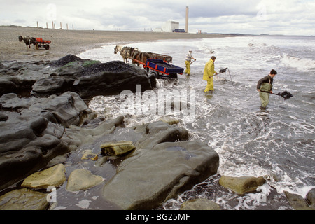 Sea-rivestimento a Seaham, County Durham, Inghilterra, UK Coal lavato a terra da una giunzione esposta è qui convenuti. Foto Stock