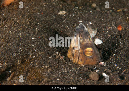 Blacksaddle Snake anguilla (Ophichthus cephalozona) e gamberetti commensali (Periclimenes brevicarpalis) Foto Stock