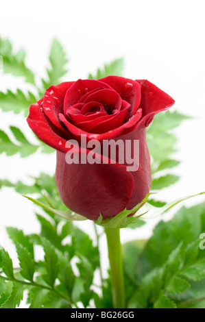 Rosa rossa Foto Stock