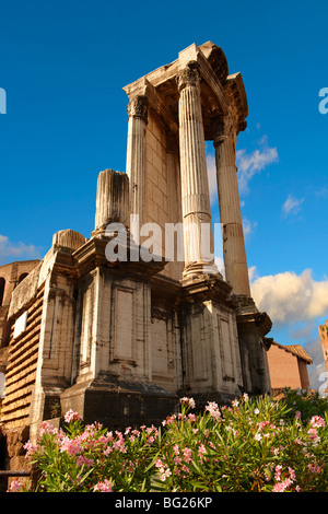 Tempio di Vesta, il Forum di Roma Foto Stock