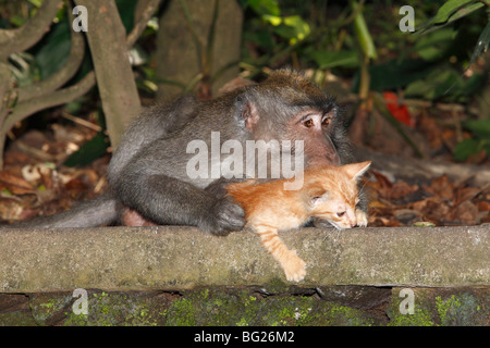 Giovane maschio lunga coda Macaque, o granchio mangia macaco Macaca fascicularis, è befriended un gattino. Foto Stock