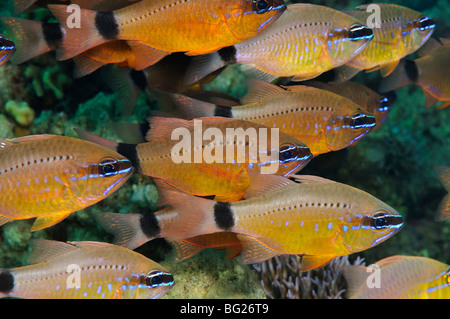 Aggregazione di 'Flower cardinalfish' pesce, Apogon fleurieu, sulla barriera corallina Foto Stock