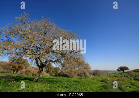 Israele, Bassa Galilea. Albero di quercia da scommettere Keshet strada panoramica Foto Stock