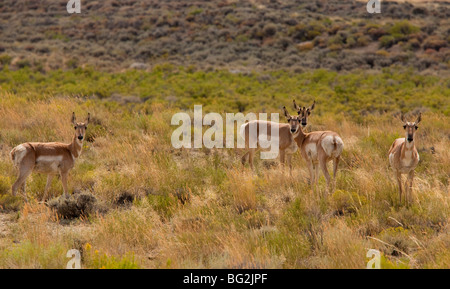 Pronghorns o pronghorn antelope Antilocapra americana in alta sagebrush deserto, a nord di Rocksprings, Wyoming Foto Stock