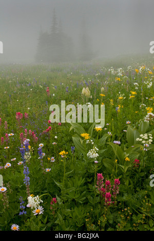 Bellissimi fiori selvatici alpini, compresi i lupini, pennello, valeriana, arnica etc, intorno al lago Tipsoo, Chinook Pass, Mt Rainier Foto Stock