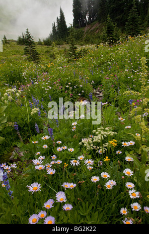 Mountain Daisy Erigeron peregrinus and masses of other alpine flowers above Chinook Pass, Mount Rainier National Park Foto Stock