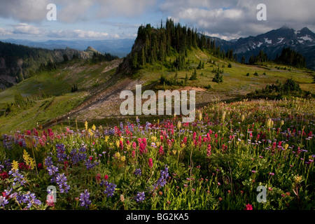 Spettacolare estate fiori alpini compreso il pennello, lupini (lupini) Western "Pasque fiori Mazama ridge, Mt Rainier Foto Stock