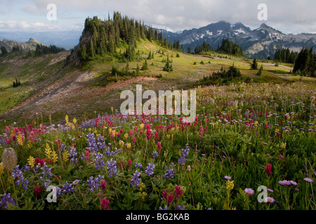 Spettacolare estate fiori alpini compreso il pennello, lupini (lupini), Western "Pasque fiori, Mazama ridge, Mt Rainier Foto Stock