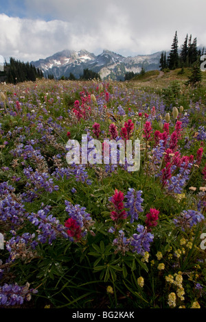 Spettacolare estate fiori alpini compreso il pennello, lupini (lupini), Western "Pasque fiori, Mazama ridge, Mt Rainier Foto Stock