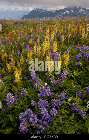 Spettacolare estate fiori alpini compresi Bracted Lousewort Pedicularis bracteosa, Pennello, lupini, Mount Rainier Foto Stock