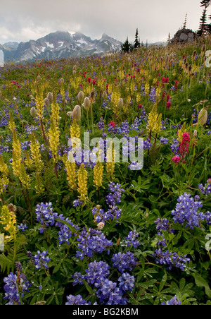 Spettacolare estate fiori alpini compresi Bracted Lousewort Pedicularis bracteosa, Pennello, lupini, Mount Rainier Foto Stock