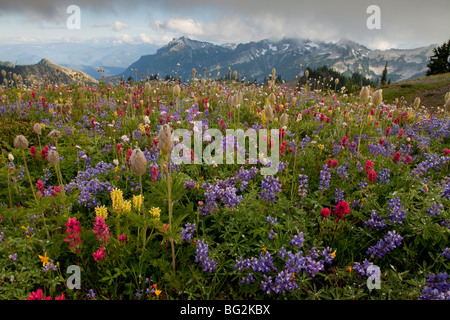 Spettacolare estate fiori alpini compreso il pennello, lupini (lupini) e Western "Pasque fiori, sul Monte Rainier Foto Stock