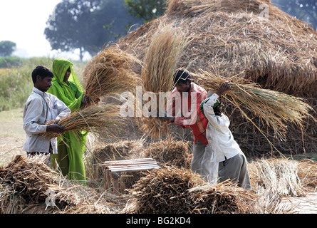 India, Uttar Pradesh: Trebbiatura del grano. La pula viene separata dai chicchi di grano Foto Stock