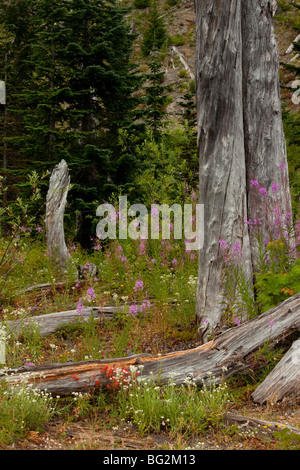 La rigenerazione di fiori tra cui Fireweed o Rosebay Willowherb, tra i pini bruciati sul Monte St Helens National Park, Washington Foto Stock