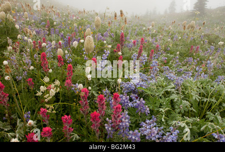 Spettacolare estate fiori alpini compresi Magenta Pennello Castilleja parviflora, lupini, Western "Pasque Flower, Ranieri Foto Stock