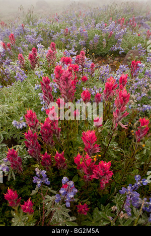 Spettacolare estate fiori alpini compresi Magenta Pennello Castilleja parviflora, e subalpine lupini lupini Ranieri Foto Stock