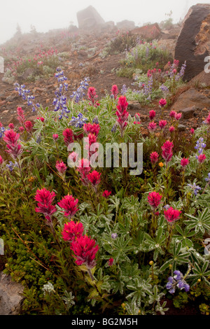 Spettacolare estate fiori alpini compresi Magenta Pennello Castilleja parviflora, e subalpine lupini lupini Ranieri Foto Stock