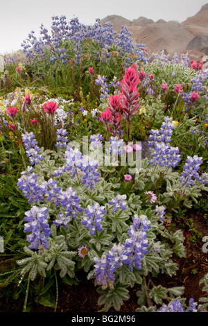 Spettacolare estate fiori alpini compresi Magenta Pennello Castilleja parviflora lupini Mount Rainier Foto Stock