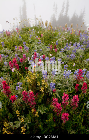 Spettacolare estate fiori alpini compresi Magenta Pennello Castilleja parviflora, nella nebbia sulla Mount Rainier National Park Foto Stock