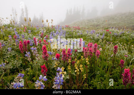 Spettacolare estate fiori alpini compresi Magenta Pennello Castilleja parviflora, nella nebbia sulla Mount Rainier National Park Foto Stock