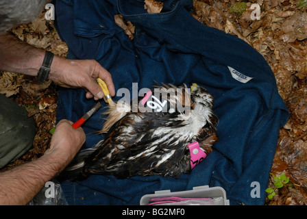 Suonatore Tony Cross suonando un Red Kite, Milvus milvus nestling, Ceredigion, Galles, Regno Unito. Foto Stock