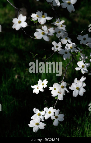 Appalachian flora di montagna white Sanguinello fioritura ad albero la molla verde parco nazionale di Great Smoky mountains Foto Stock