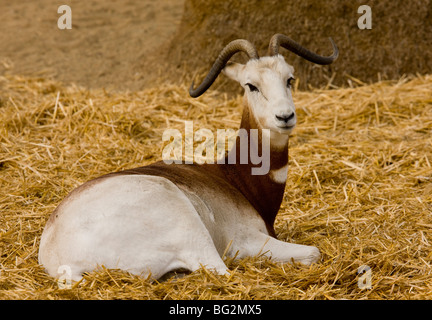 Dama Gazzella Nanger dama = Gazella dama in cattività, California. Di origine africana. Foto Stock