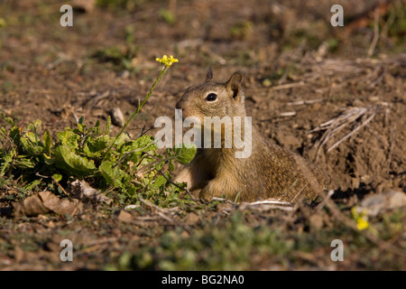 California Scoiattolo di terra, Spermophilus beecheyi, al burrow bocca, California, Stati Uniti Foto Stock