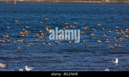 In marmo Godwits Limosa fedoa, con pochi Willets Catoptrophorus semipalmatus in volo, California, Stati Uniti Foto Stock