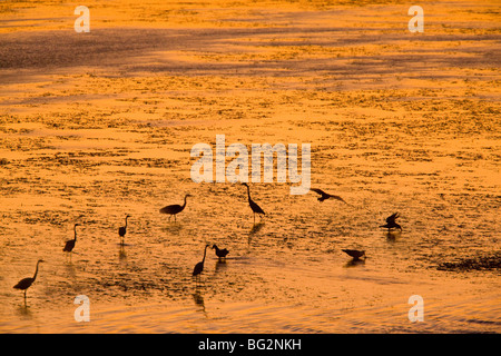 Grande garzette Ardea alba (noto anche come grande airone bianco, Airone comune o grande airone bianco); sulle velme al tramonto, California Foto Stock