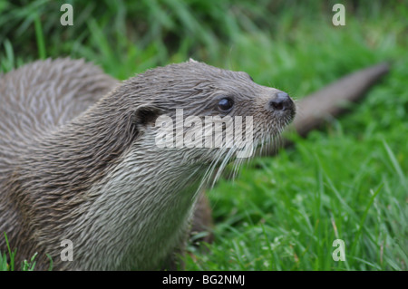 Lontra europea Lutra lutra River, Otter Foto Stock